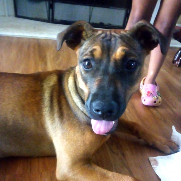 Meet your Posher, Zumi - Picture 4 of 4